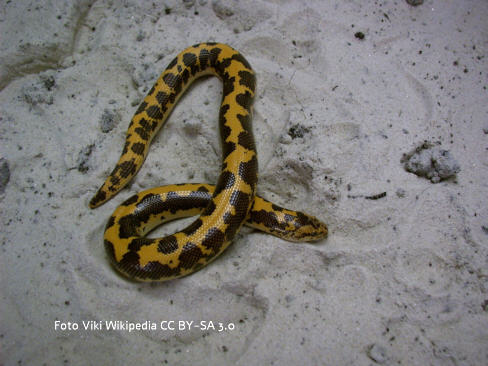 Ägyptische Sandboa