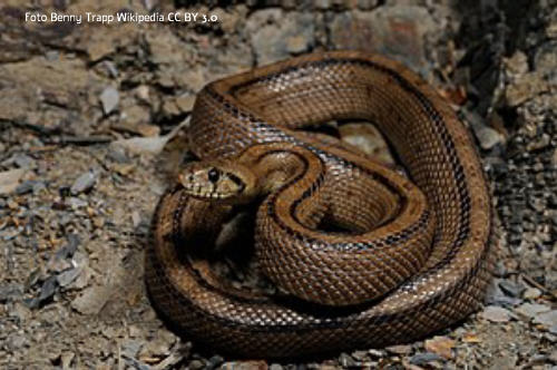 Schlangen Treppennatter (Rhinechis scalaris) Schlangenart