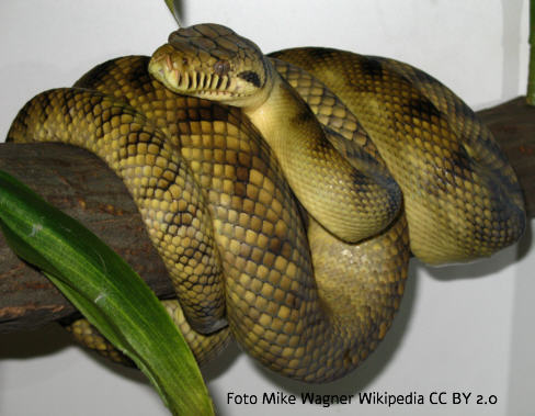 Amethystpython