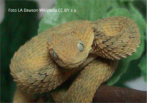 Buschviper