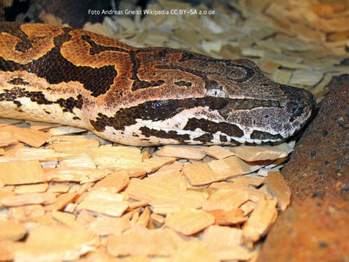 Dumerils Madagaskarboa