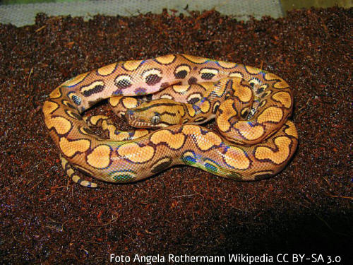 Regenbogenboa