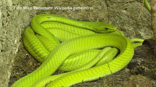 Gewöhnliche Mamba