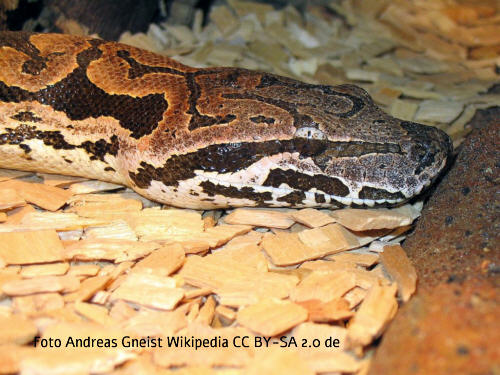 Südliche-Madagaskarboa