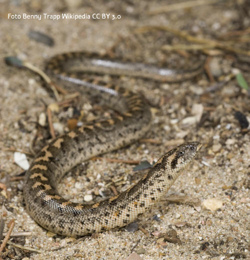 Westliche Sandboa